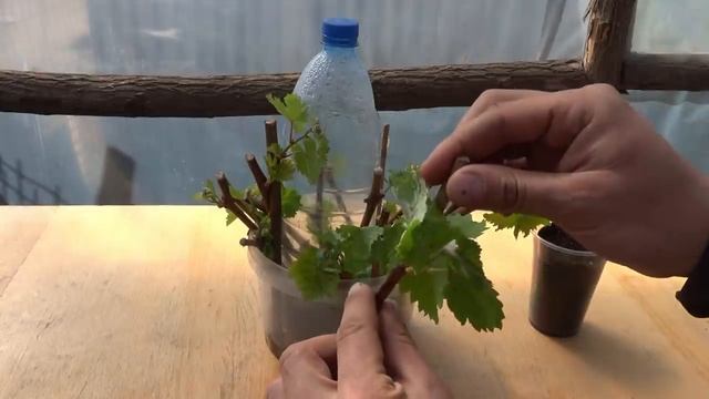 УКОРЕНЕНИЕ ЧЕРЕНКОВ ВИНОГРАДА С АВТОПОЛИВОМ 2022 смотреть онлайн