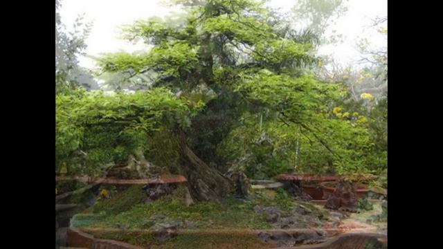 Bonsai Tamarindus indica смотреть онлайн
