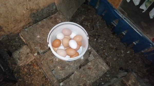 МЫТЬ ИЛИ НЕ МЫТЬ ЯЙЦА ПЕРЕД ХРАНЕНИЕМ