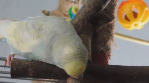 ЗАЧЕМ ПТИЦАМ УЛЬТРАФИОЛЕТОВЫЕ ЛУЧИ? | СПЕЦИАЛЬНЫЕ ЛАМПЫ ДЛЯ ПОПУГАЕВ