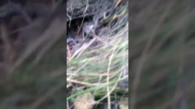 Чистка никеля. смотреть онлайн