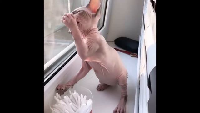 🎥 Мартин - повелитель ватных палочек 🔥🎩⚡️ /Донской сфинкс/ смотреть онлайн