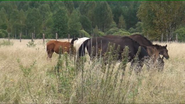 Отдых в табуне смотреть онлайн