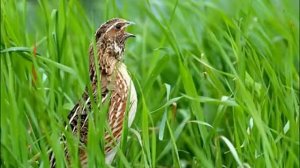 Бедана сайраши