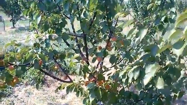 Саженцы не того сорта! Конец истории. 23.07.17 смотреть онлайн