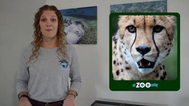 Animal Adaptations | How Animals Get Their Food | EdZOOcating Adventures смотреть онлайн