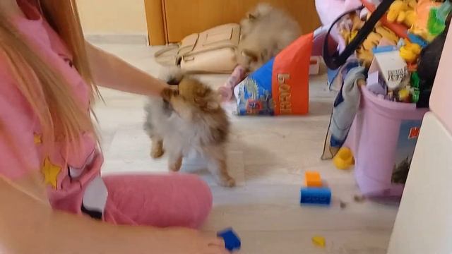 игра со шпицами смотреть онлайн