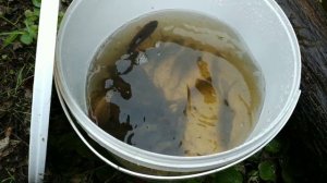 Рыбалка на Паук! Ловля Живца на малявочник (паук) подъемник в Беларуси