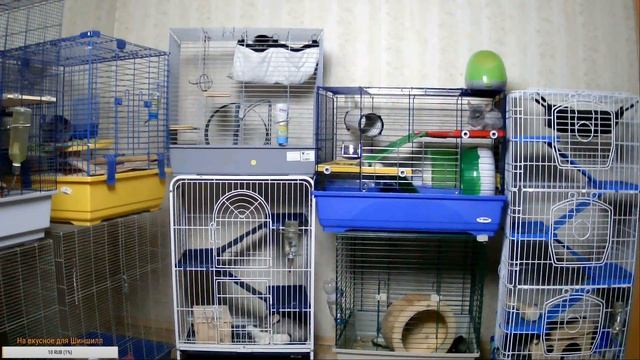 Наблюдаем за жизнью Шиншилл