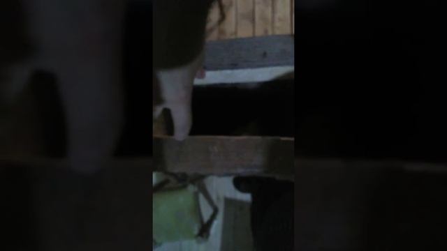 Перегородка по финской технологии смотреть онлайн