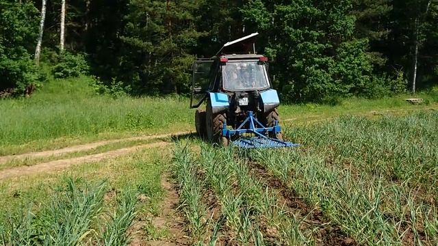 Удаление и сбор стрелок чеснока. Междурядная обработка почвы. смотреть онлайн