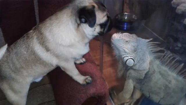 Дружба мопса і ігуани. смотреть онлайн
