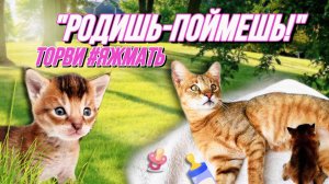 Чаузи Торви стала мамой? Социализация котёнка  ? Крупный анонс! ?
