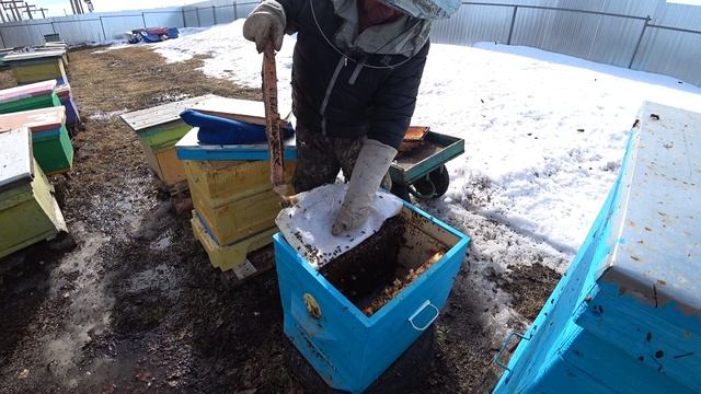 РАБОТА НА ПАСЕКЕ ВЕСНОЙ С ПРОБЛЕМНЫМИ ПЧЕЛОСЕМЬЯМИ, ОПОНОШЕННЫЕ, БЕЗМАТОЧНЫЕ И ГОЛОДНЫЕ смотреть онлайн