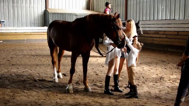 Фото-сессия с лошадками... смотреть онлайн