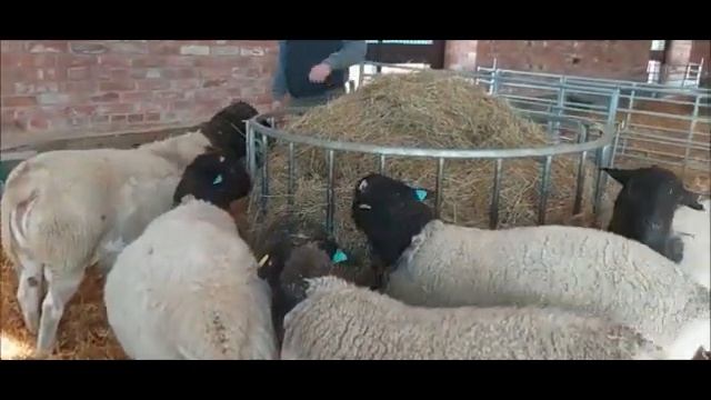 Продажа баранов породы дорпер смотреть онлайн