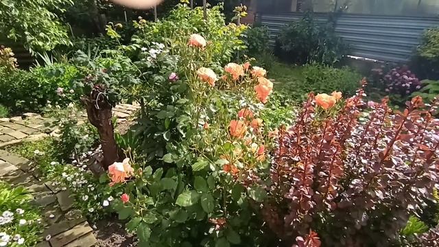 Обзор с характеристиками роз Вестерленд и Августа Луиза 05.06.23г. смотреть онлайн