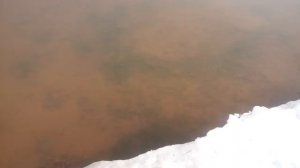Пружинный предохранитель для проходных капканов.