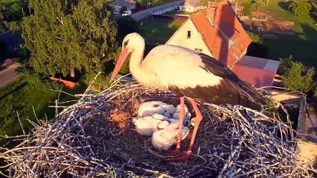 Аист на крыше смотреть онлайн