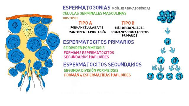 ✅ ¿QUÉ ES LA ESPERMATOGÉNESIS? | EMBRIOLOGÍA [2023] 📚 смотреть онлайн