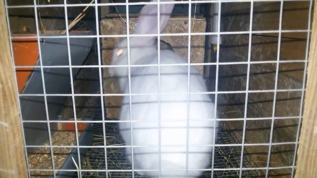 Крольчиха породы Термонская делает гнездо в маточнике смотреть онлайн