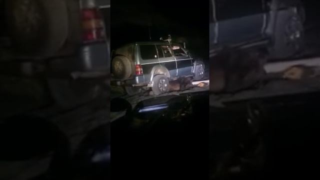 ШОК!!! МЕДВЕЖОНКА ЗАДАВАЛИ И ОН ОТОМСТИТЬ СМОТРЕТЬ ДО КОНЦА!!! смотреть онлайн