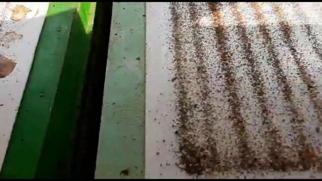 Убираем роение пчёл на весь сезон смотреть онлайн