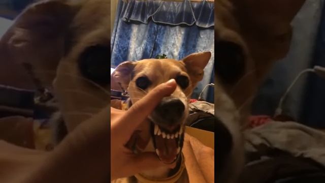 Собака прикольно рычит смотреть онлайн