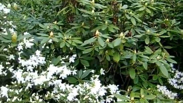 Цветник у Рояль-отеля г. Эвиан-ле-Бен (конец апреля 2011г) смотреть онлайн