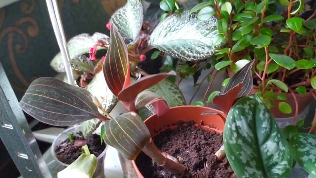 Комнатные цветы/Жара за 40/ОБЗОР растений на полке?6 августа