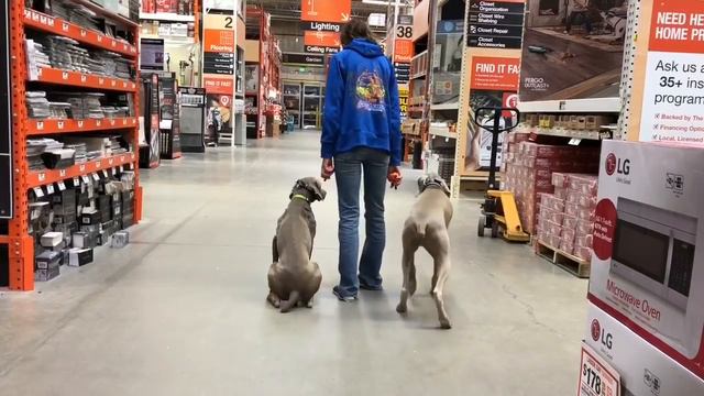 Max, 2 y/o Weimaraner | Best obedience trainers Rochester, NY| Best dog training ny смотреть онлайн