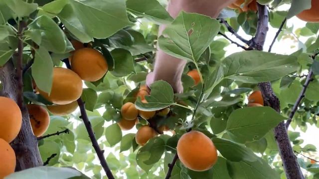 Веганская Кухня: Идеи и Рецепты