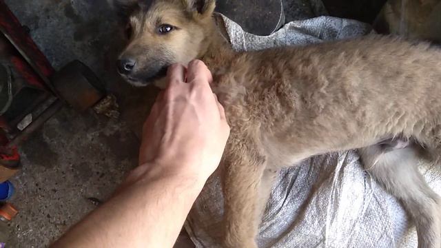 Собакин "Кардан". Пёс-автосервис. смотреть онлайн