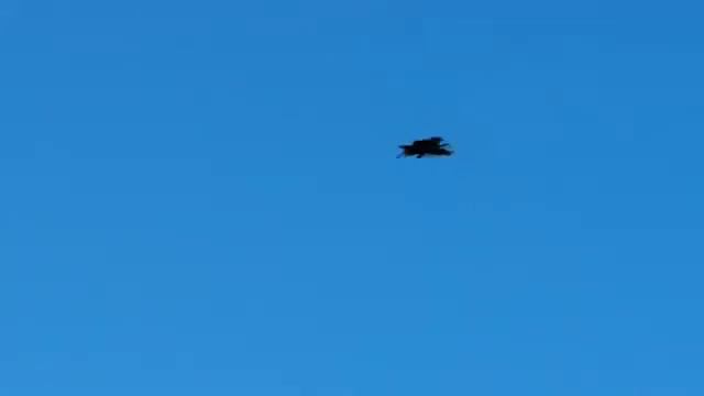 "" ВИДЕО ОБЗОР НИКОЛАЕВСКИХ ГОЛУБЕЙ 🕊 "" КАНАДА "" смотреть онлайн