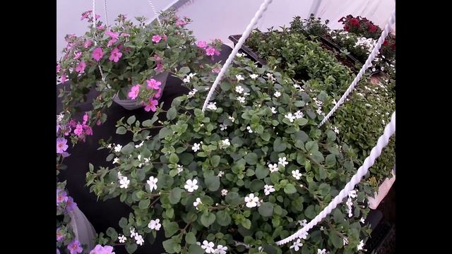 Бакопа.Наш опыт выращивания. смотреть онлайн