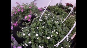 Бакопа.Наш опыт выращивания.