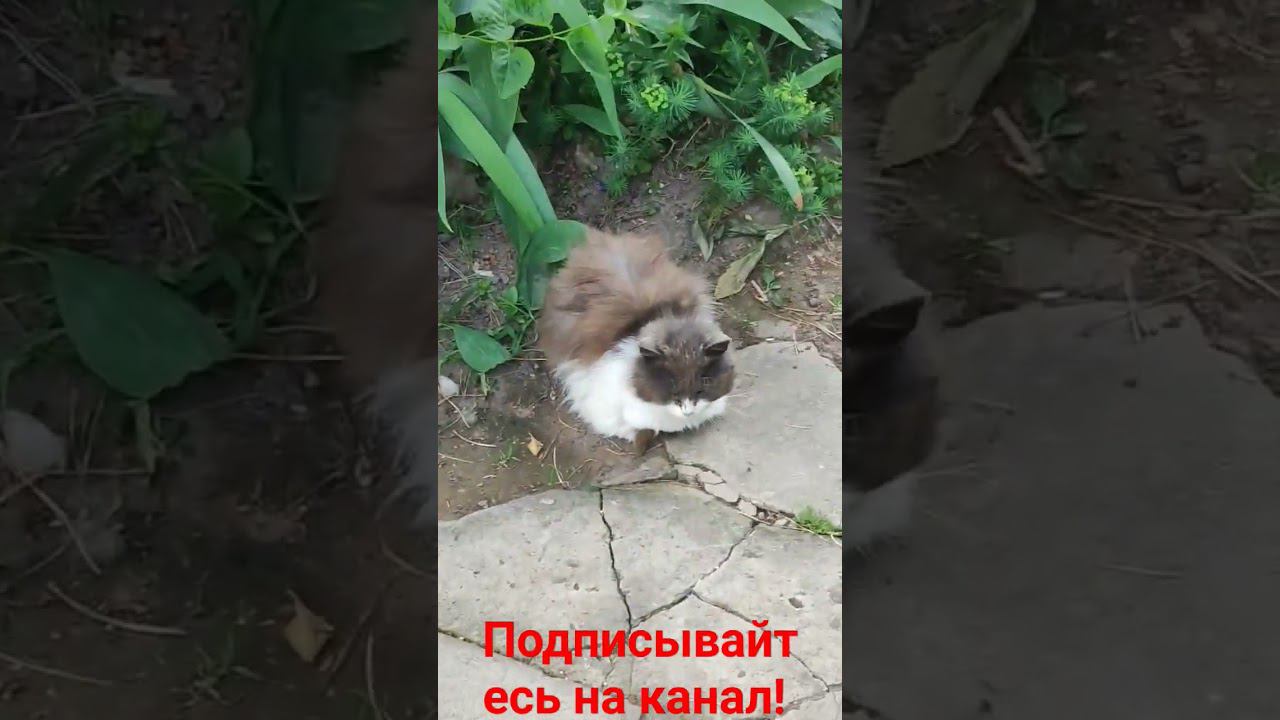 Барсик лежит! смотреть онлайн