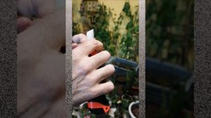 Прививка ивы Хакуро Нишики на штамб (в расщеп и за кору)