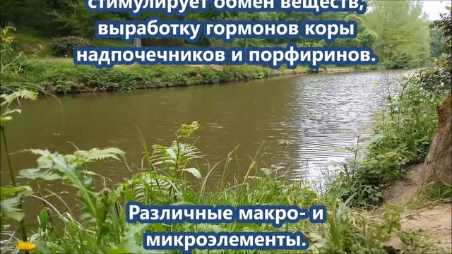 Подорожник - лечебные свойства, описание, какие болезни лечит смотреть онлайн