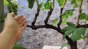 Простая и красивая формировка винограда на арке!