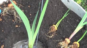 ГЛАДИОЛУСЫ переросли! Что делать?