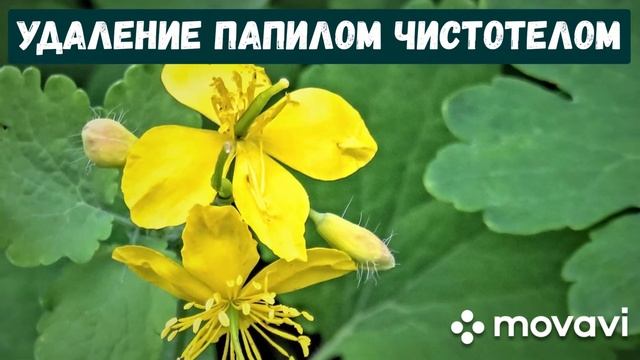 Как вывести папиломы чистотелом? Быстрый и простой способ. Рецепт приготовления сока чистотела. смотреть онлайн