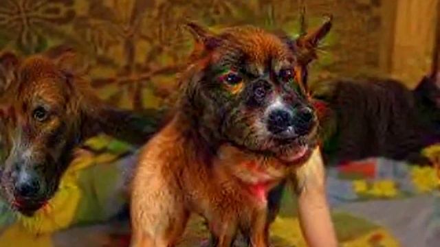 Батя обожрался кислоты смотреть онлайн