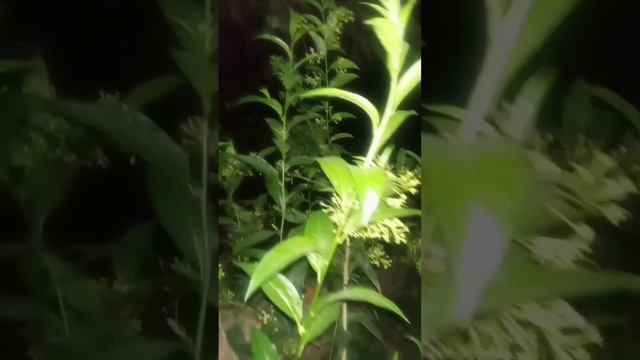 night flowers ## rat ki rani смотреть онлайн
