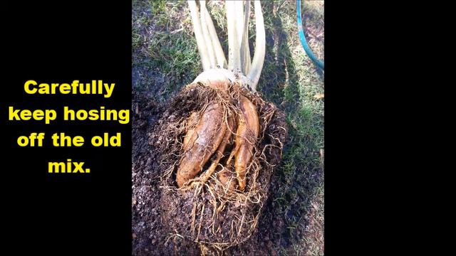 Repotting a large Adenium смотреть онлайн