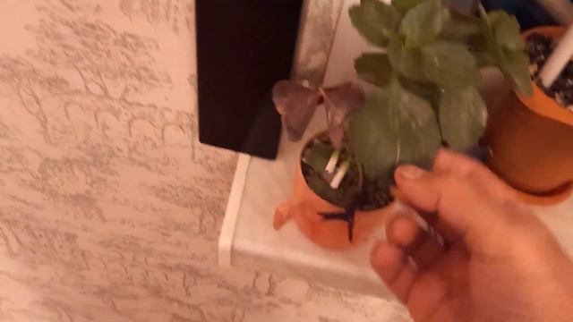 EV GÜLLERİ.GÜLLER HAQINDA.GÜLLER⚘🌷🌻🌺🌹🌸 смотреть онлайн