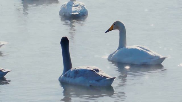 ВОССТАНОВЛЕНИЕ НЕРВНОЙ СИСТЕМЫ! Музыка Для Души! смотреть онлайн
