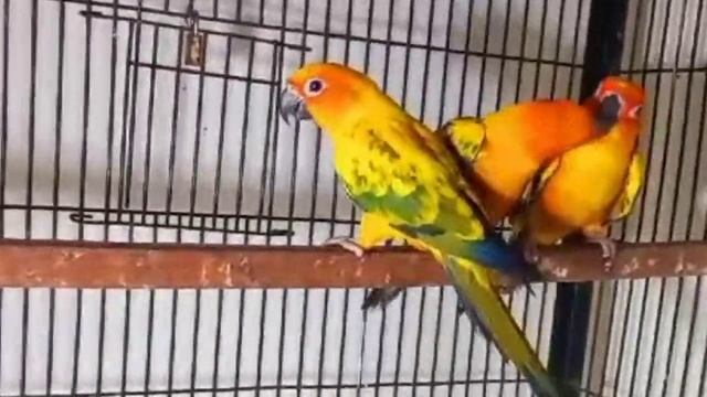 Birds Fast Breeding Formula 2023 l Love Bird,Cockatiel,Budgies Breeding Formula l Birds Breeding Ti смотреть онлайн