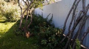 Мульча из веток. Краткий обзор  сада.