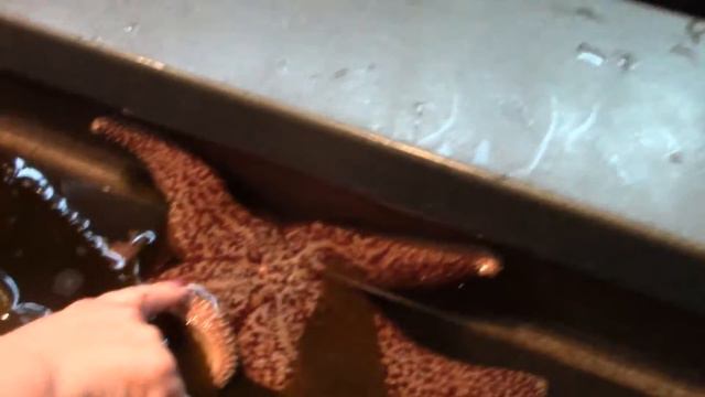 Океанариум Монтерей Бэй  / Monterey Bay Aquarium